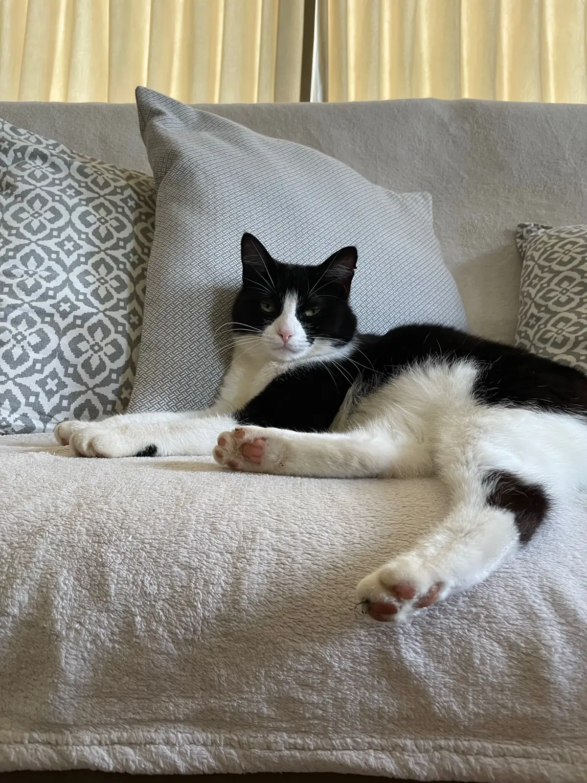 chatte lost   7912 Saint-Sauveur Filou
