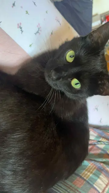chatte lost    Cordes Isis