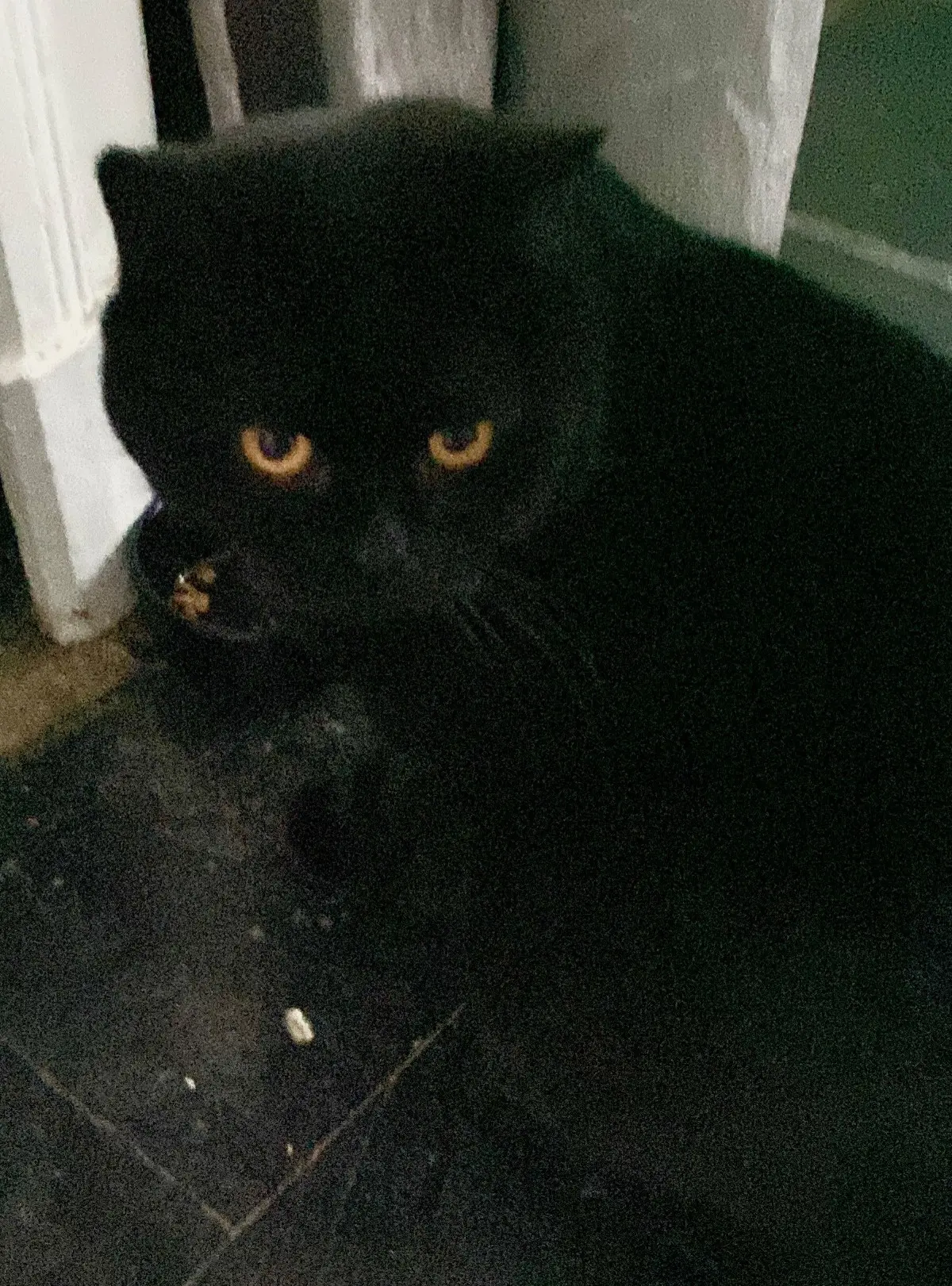 chatte lost     Kali