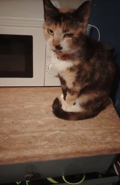 chatte lost   7810 Ath Nala