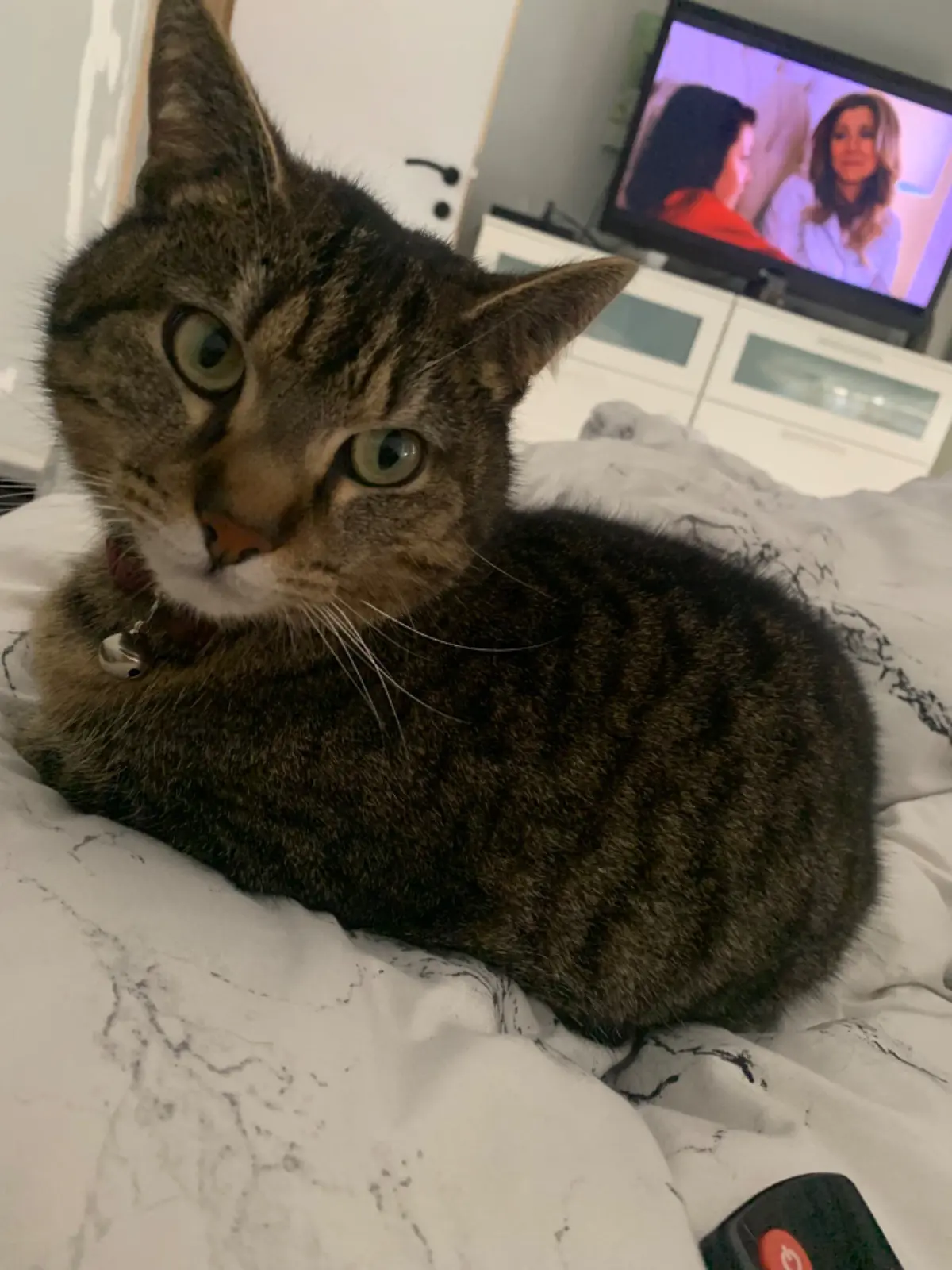 chatte lost    Enghien Rubis