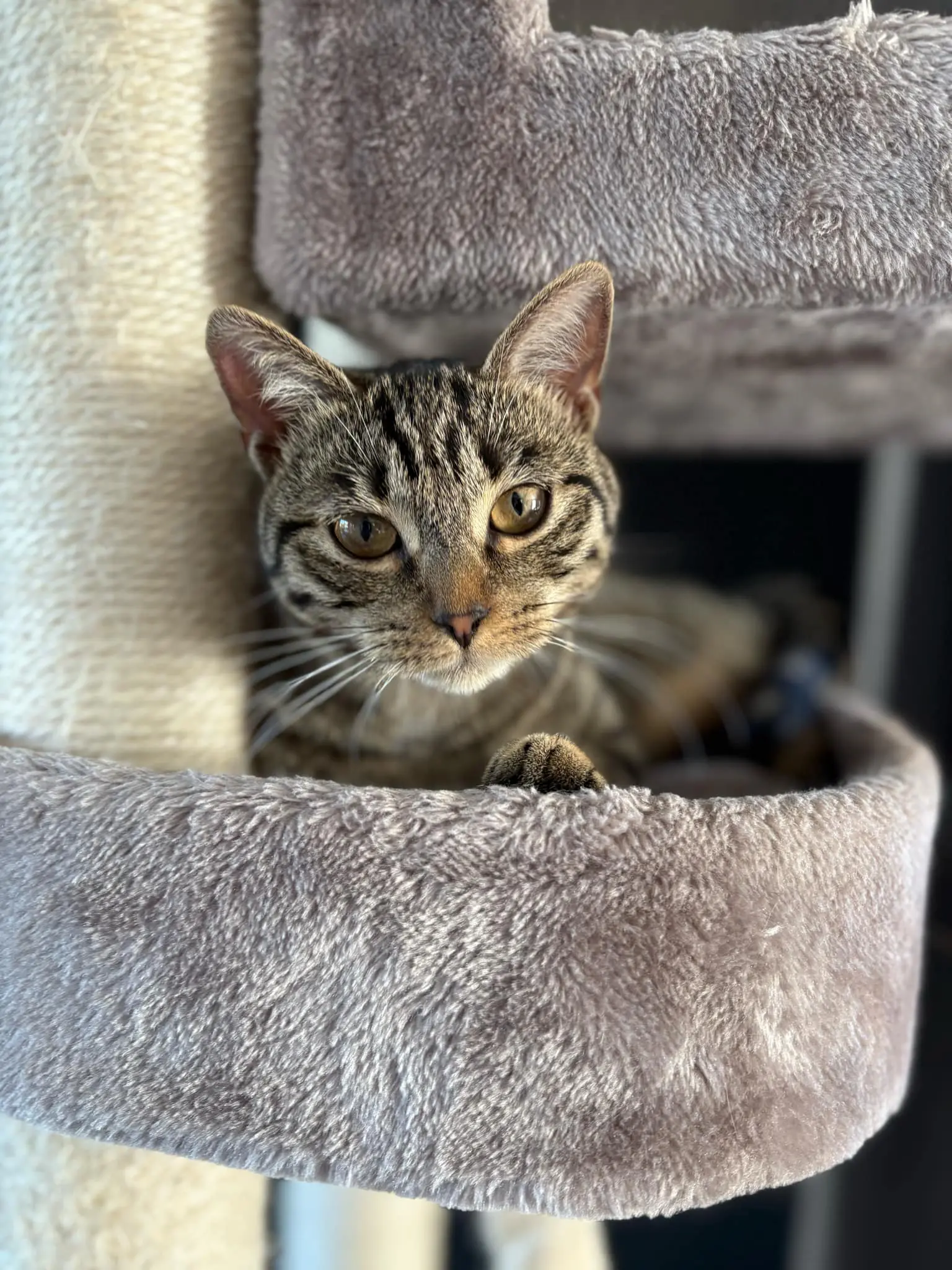 chatte lost     Smile
