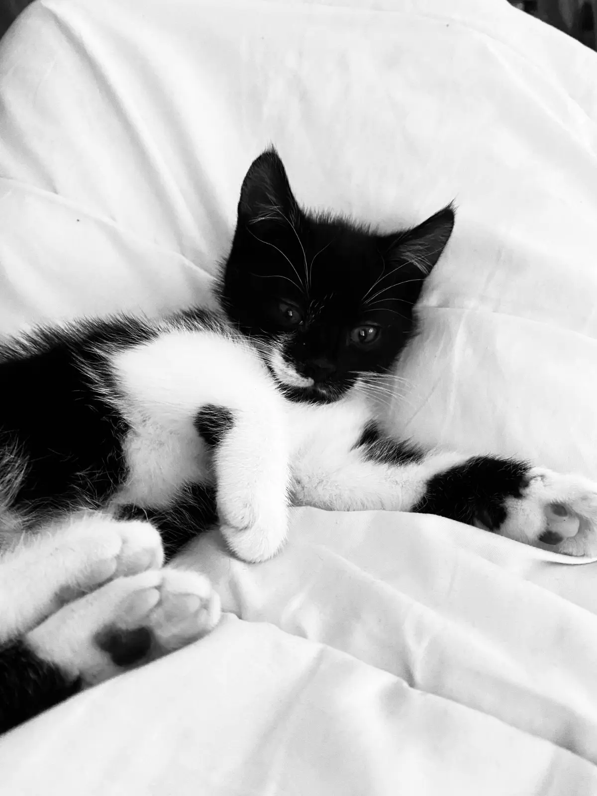 chatte lost     Téa