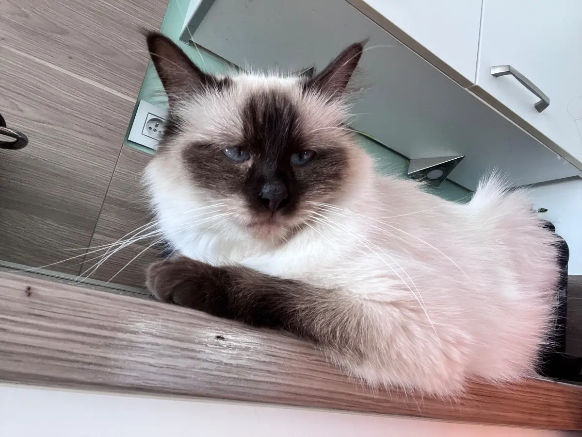 chatte lost    Quevaucamps Zelda
