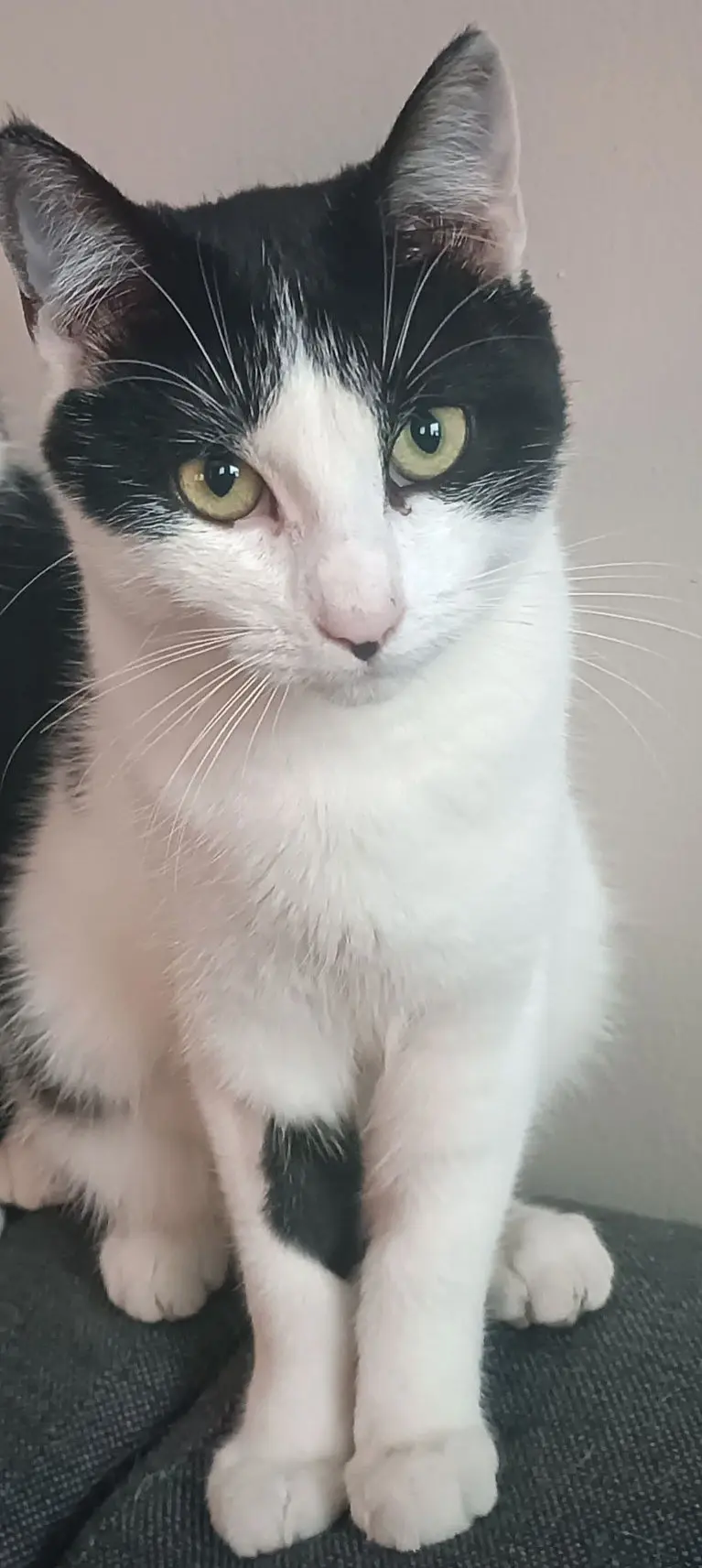 chatte lost  Rue de Cousolre 6111 Landelies Aria