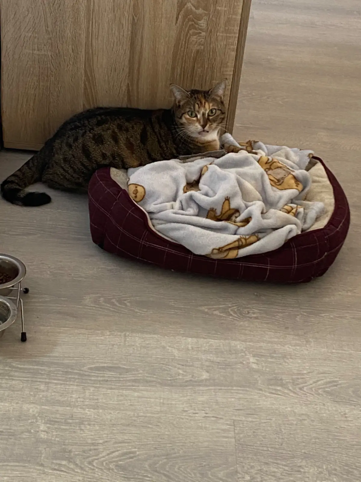 chatte lost     Boulette