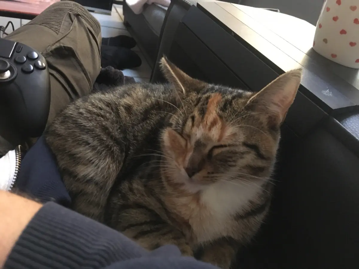 chatte lost     Boulette