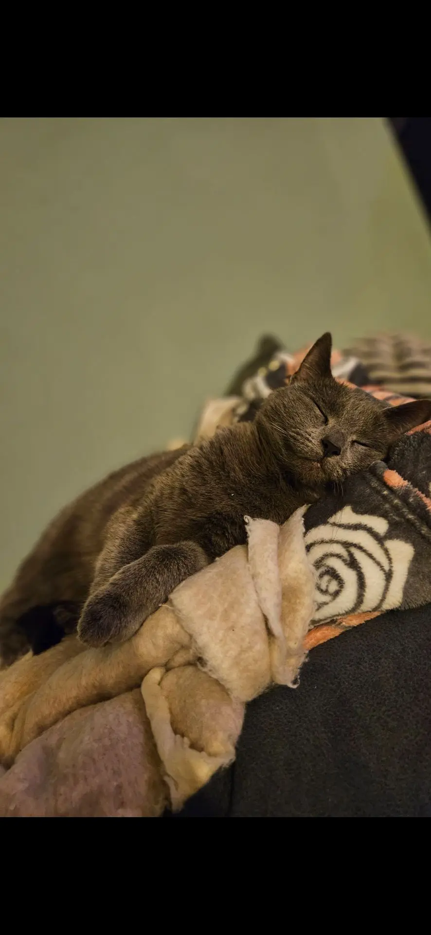chatte lost    Montigny-le-Tilleul Caline