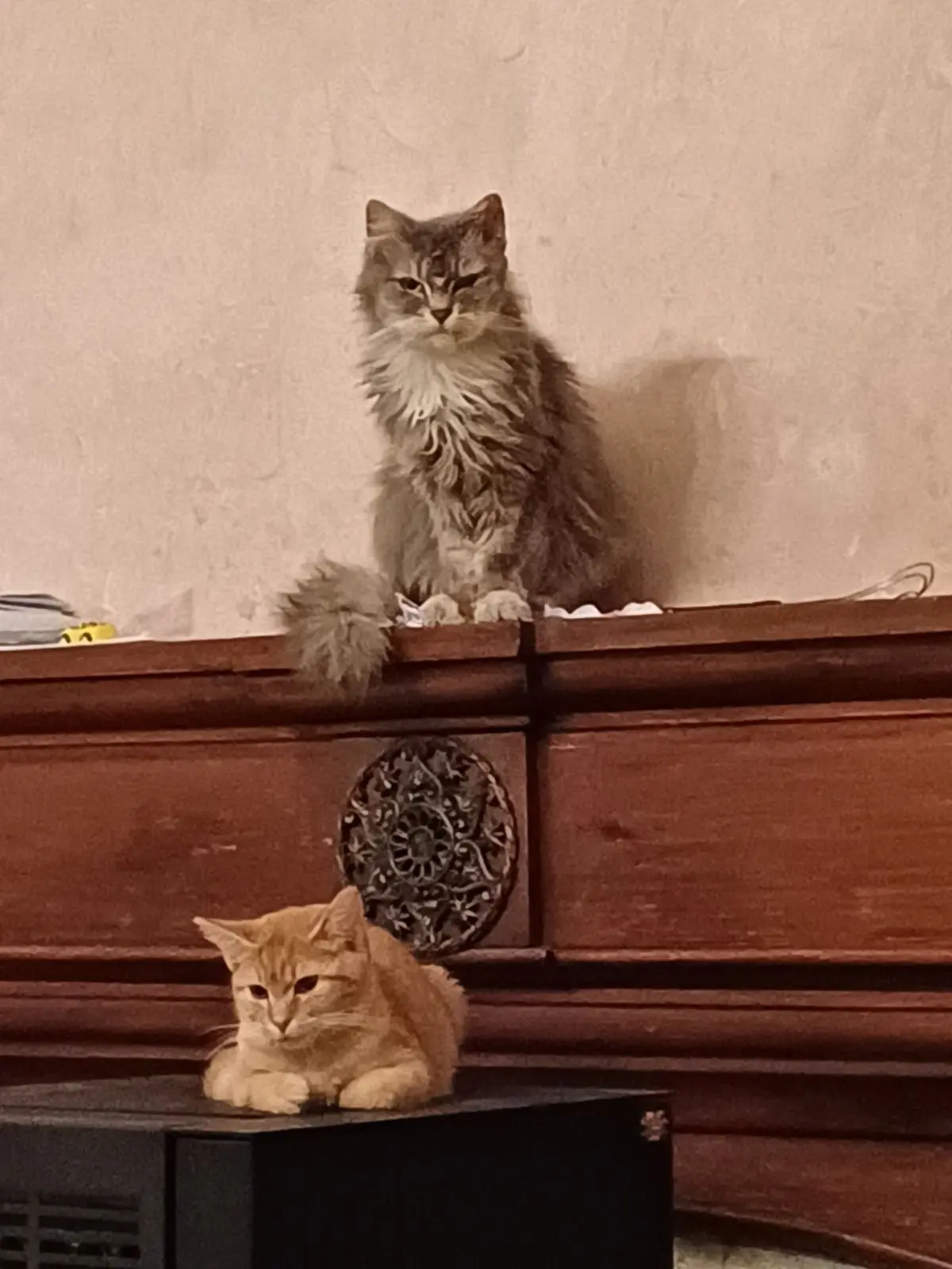 chatte lost  Place des Combattants 6030 Charleroi Blue