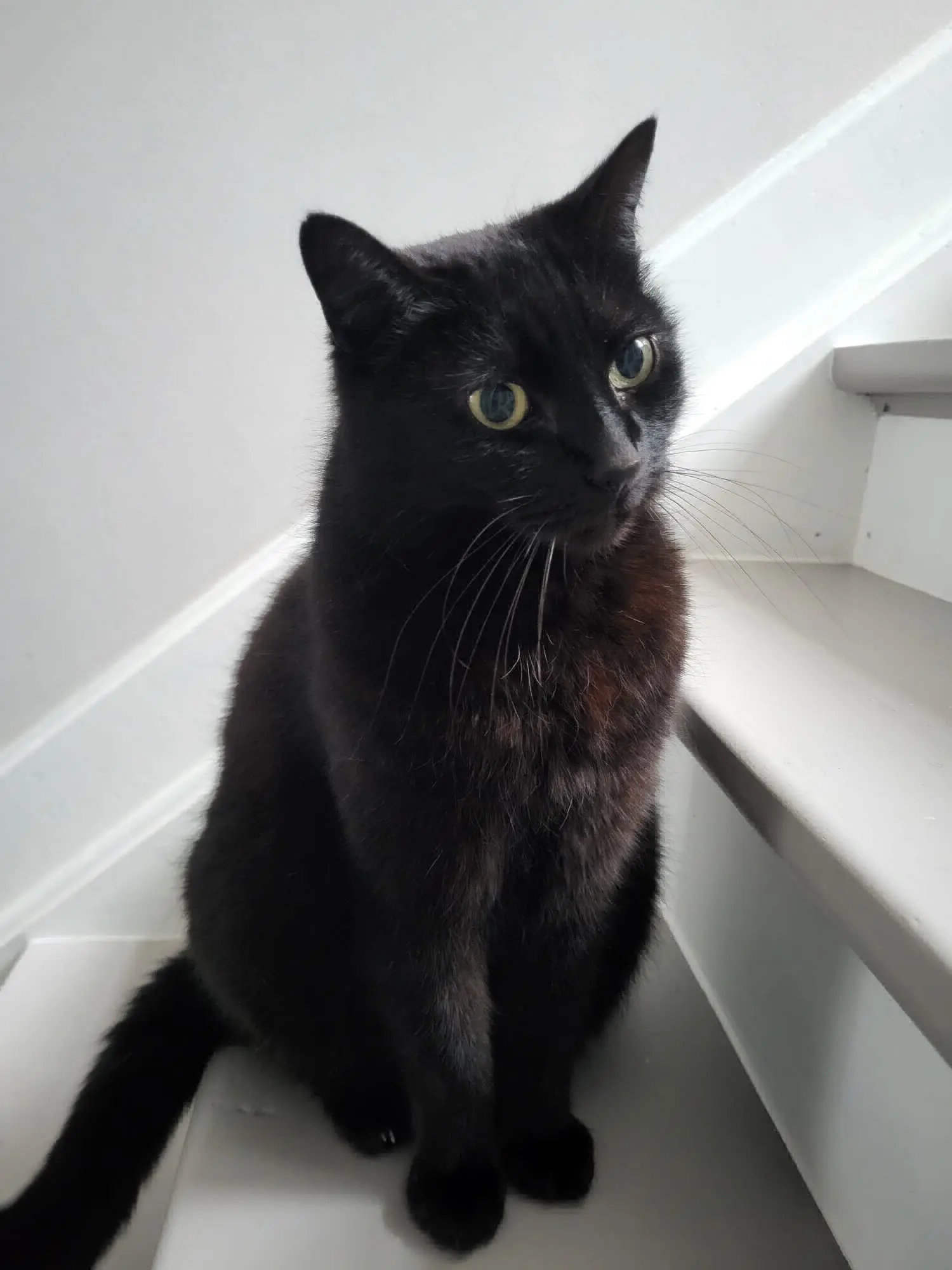chatte lost   6001 Marcinelle Chanel