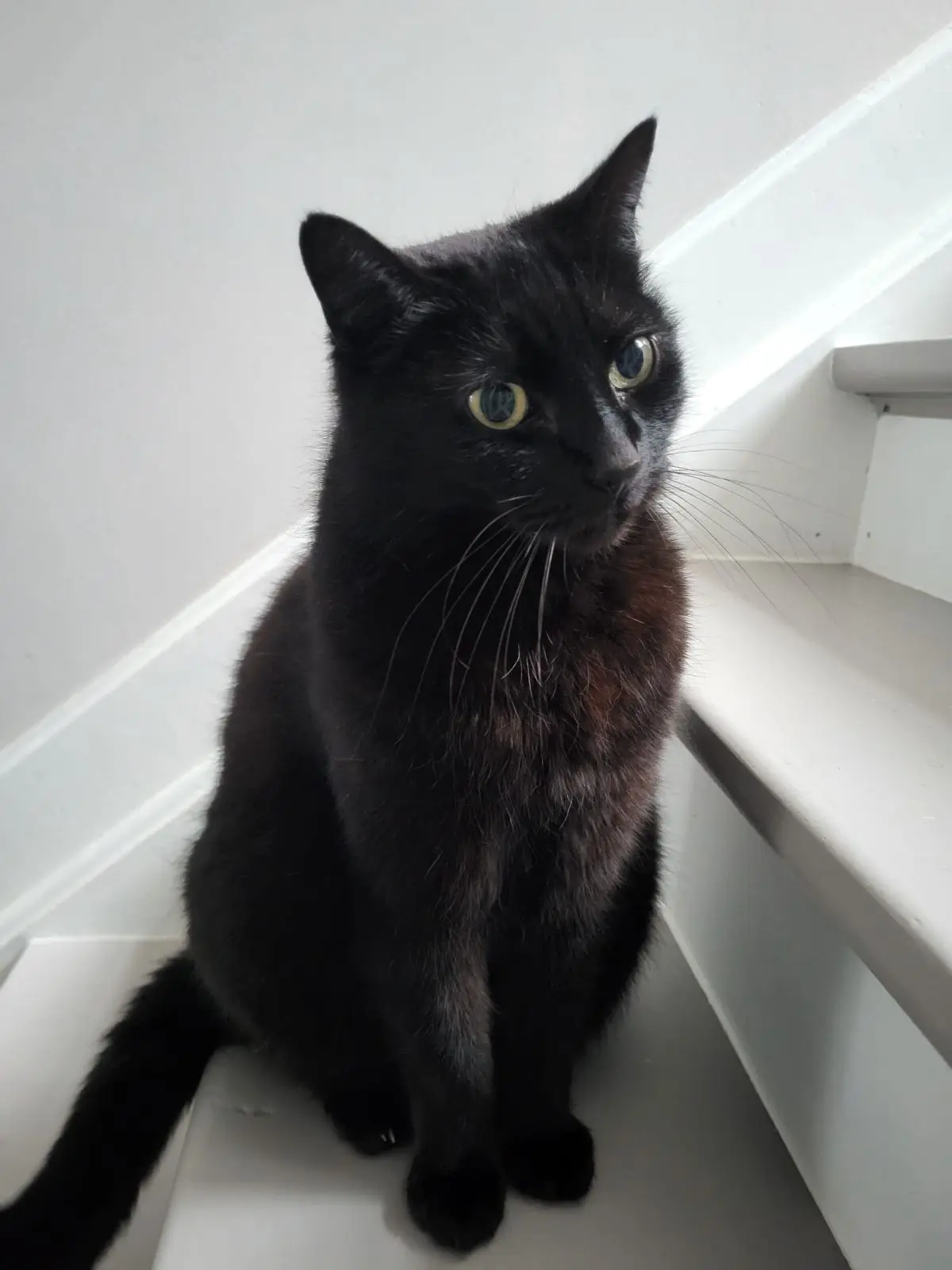 chatte lost   6001 Marcinelle Channel