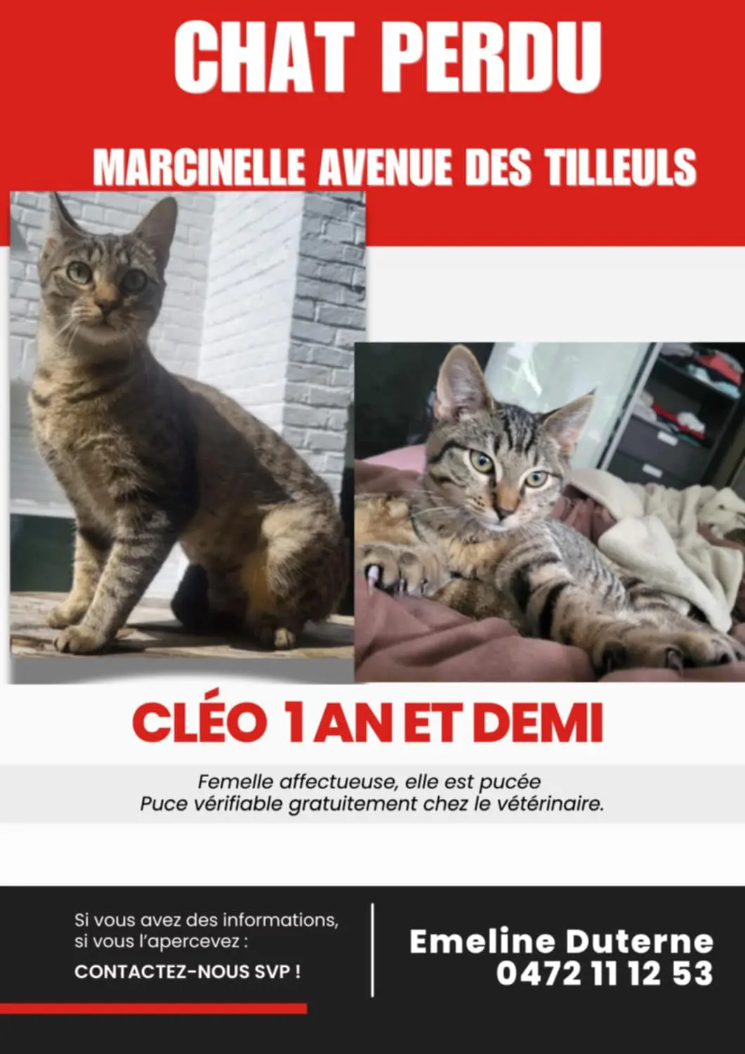 chatte lost   6001 Marcinelle Clèo