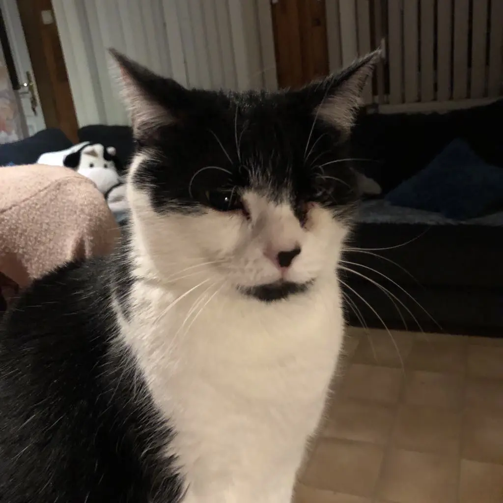 chatte lost    Charleroi Cookie