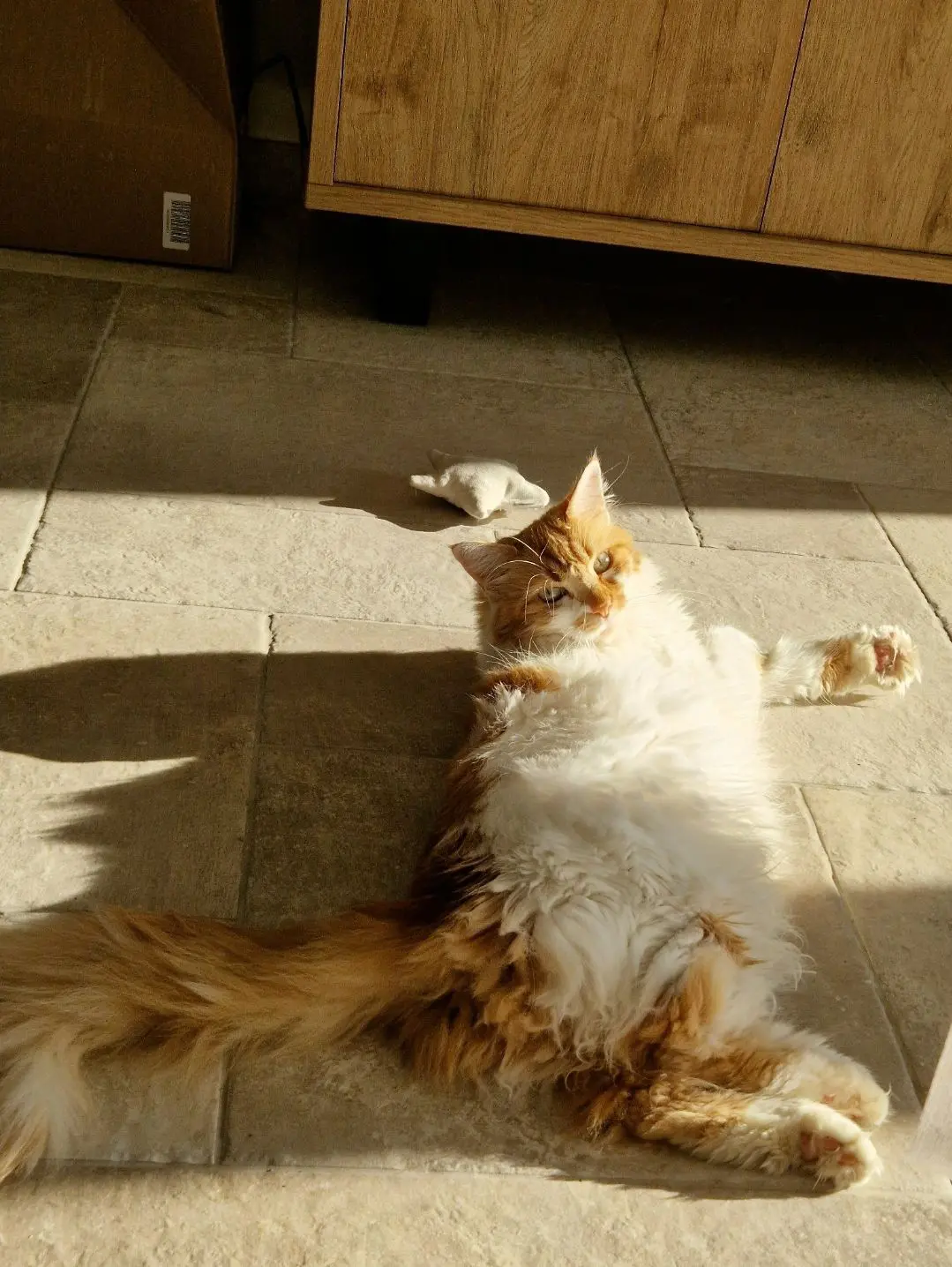 chatte lost   6020 Dampremy Fidji