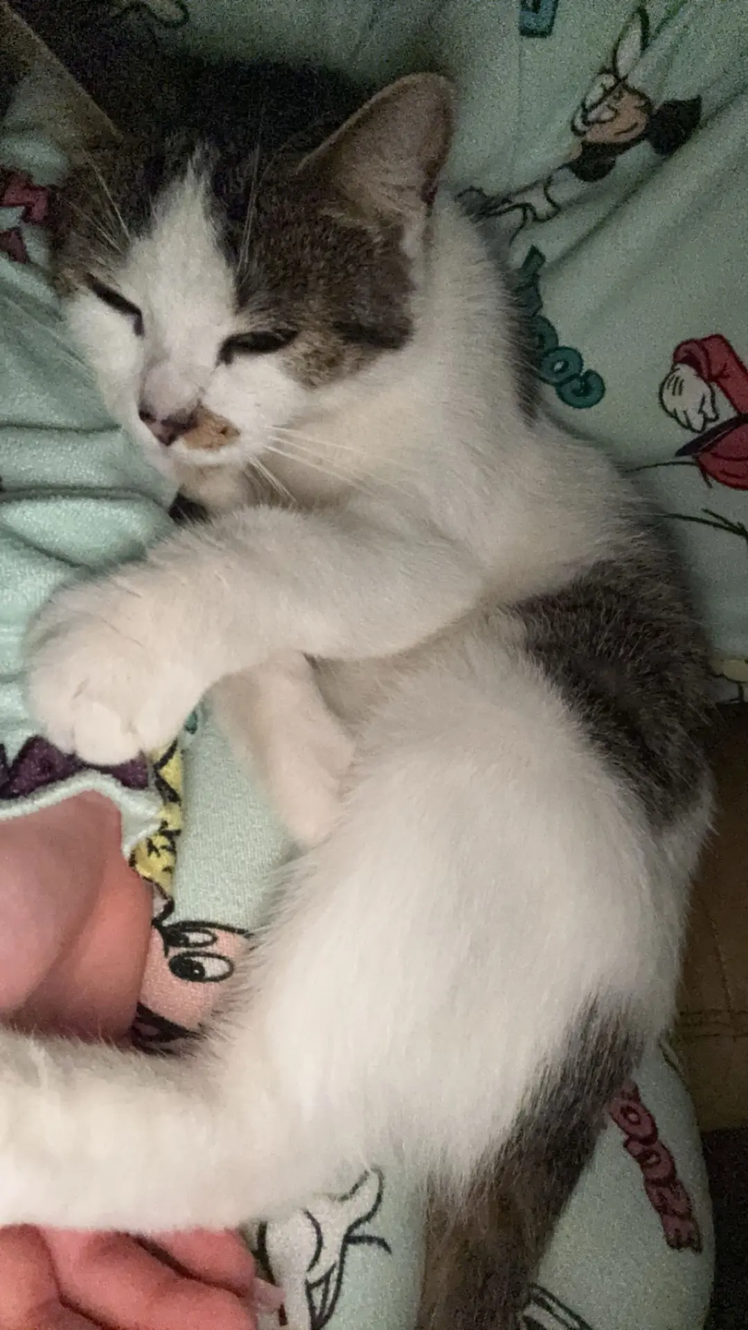 chatte lost    Charleroi Galette