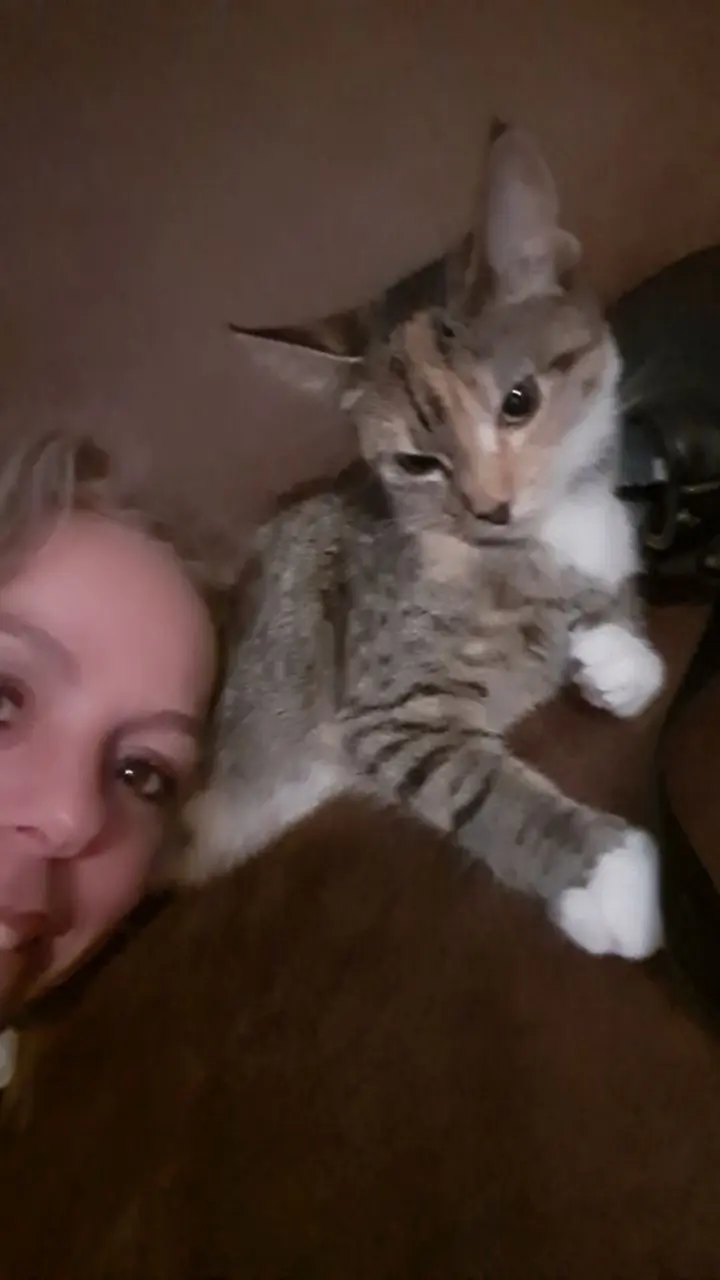 chatte lost   6040 Jumet Gunes