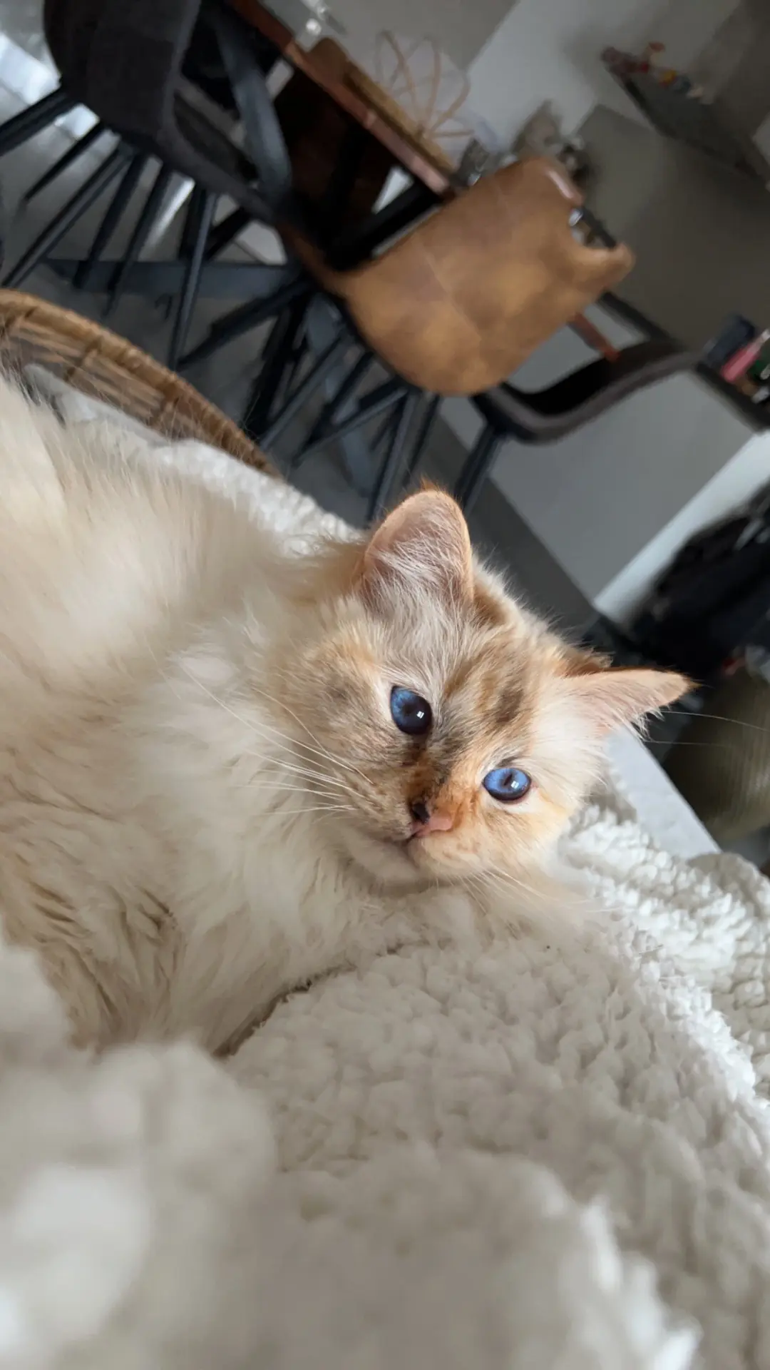 chatte lost   6061 Montignies-sur-Sambre Holy