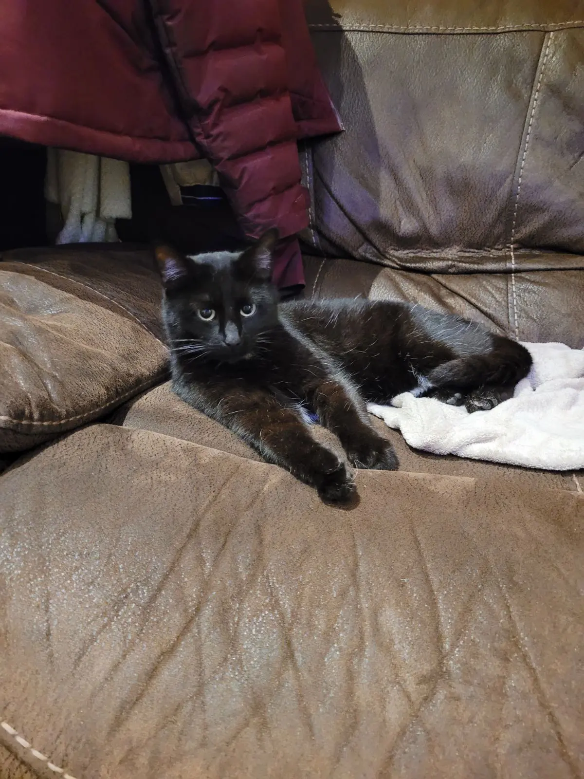 chatte lost   6040 Jumet Kiki
