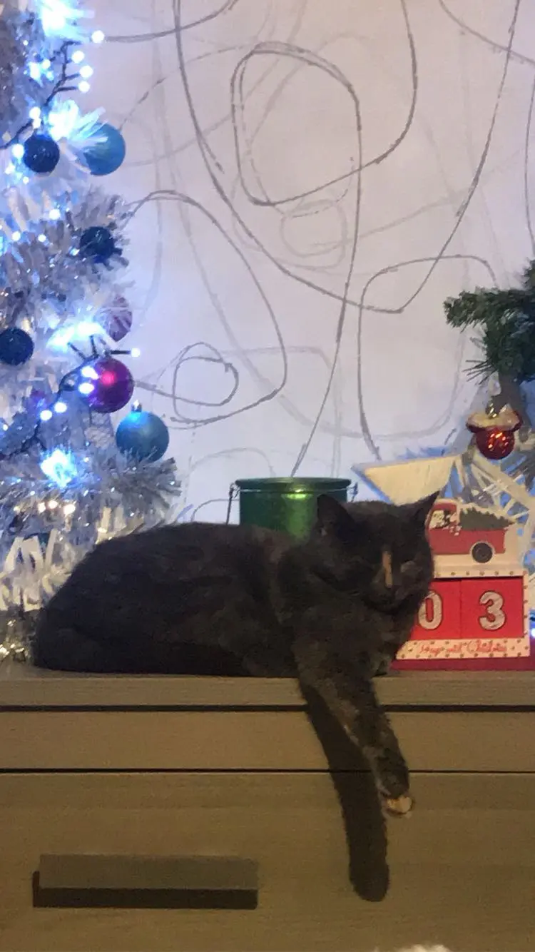 chatte lost   6061 Montignies-sur-Sambre Louna