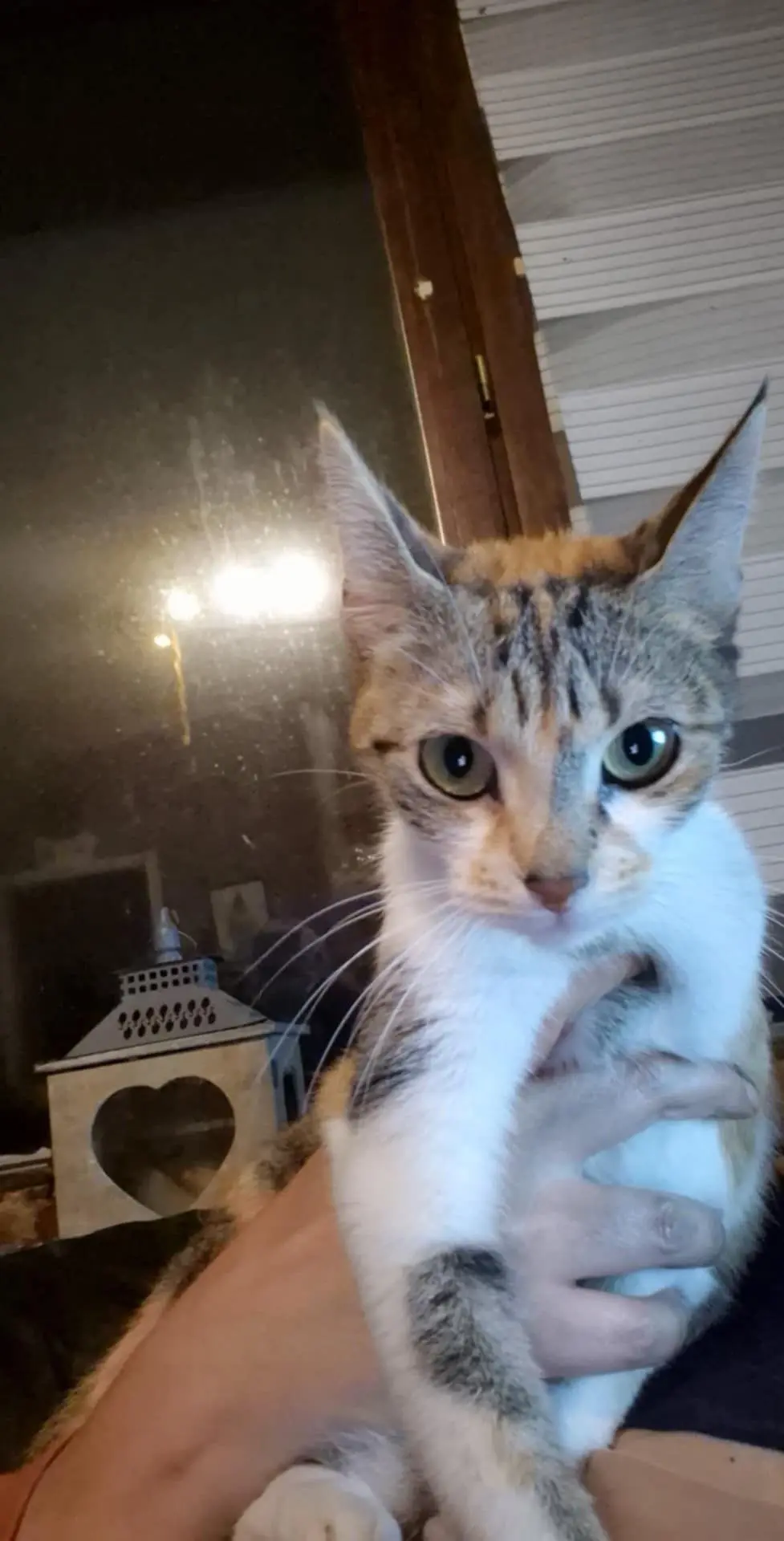chatte lost  Place des Combattants 6030 Charleroi Marie