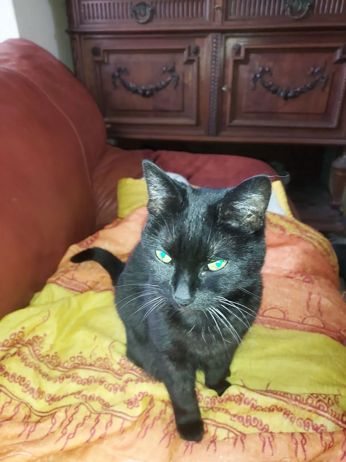 chatte lost  Place des Combattants 6030 Charleroi Miemine