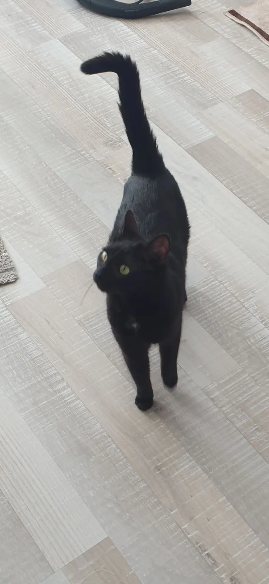 chatte lost   6001 Marcinelle Roxy