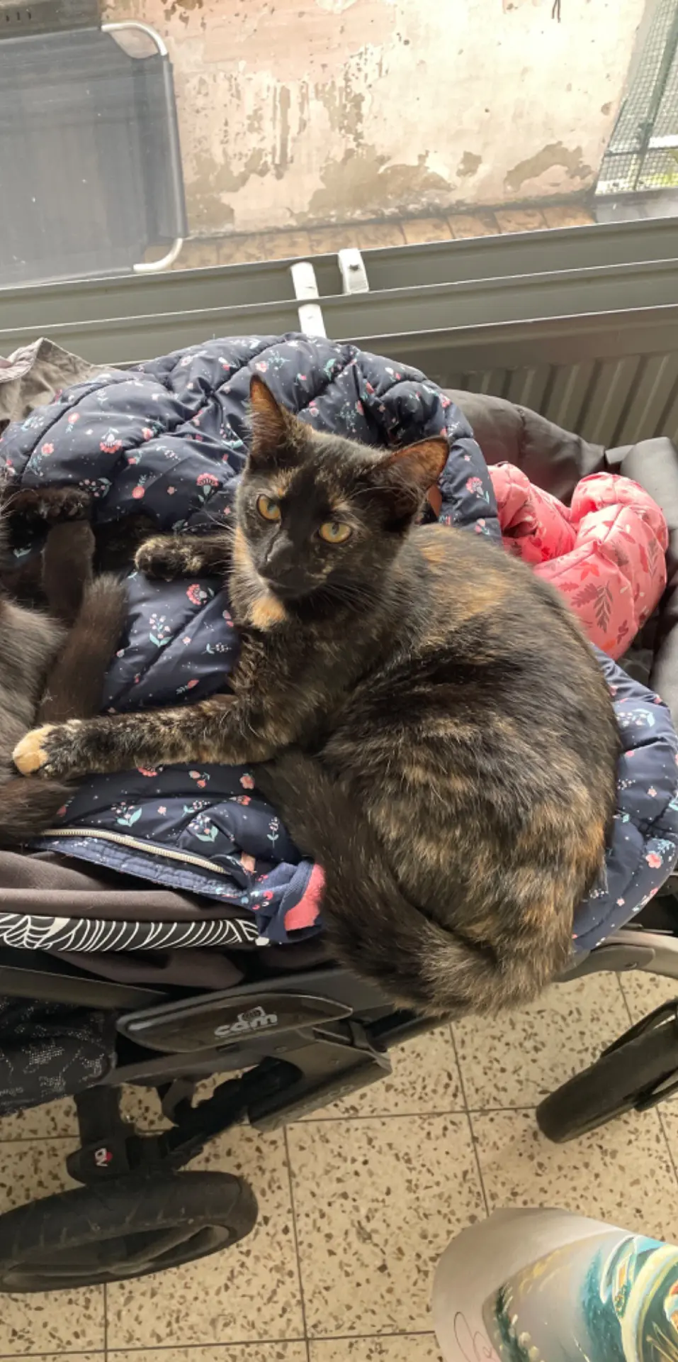 chatte lost  Place des Combattants 6030 Charleroi Ursula