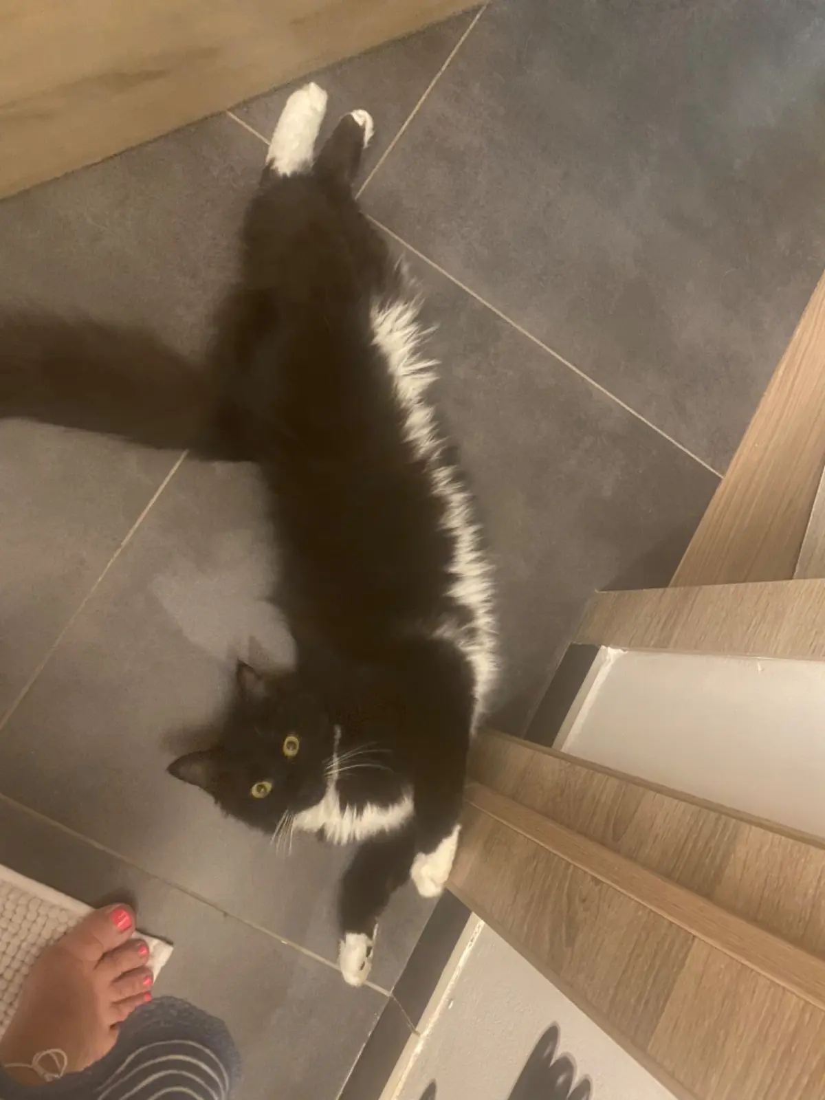 chatte lost   6183 Trazegnies Jolyne
