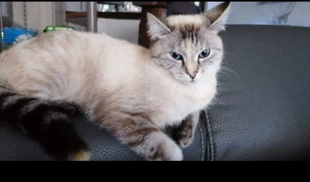 chatte lost   6200 Châtelet Kitty