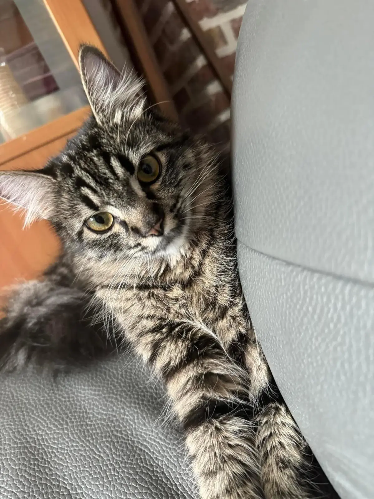 chatte lost   7160 Chapelle-lez-Herlaimont Lilas