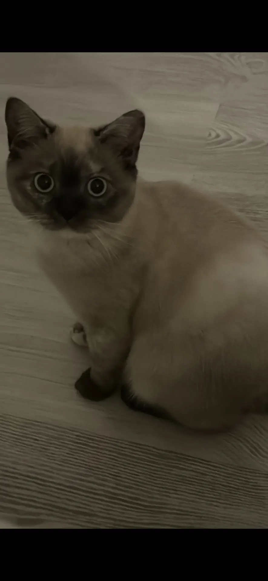 chatte lost   6220 Fleurus Lokoum