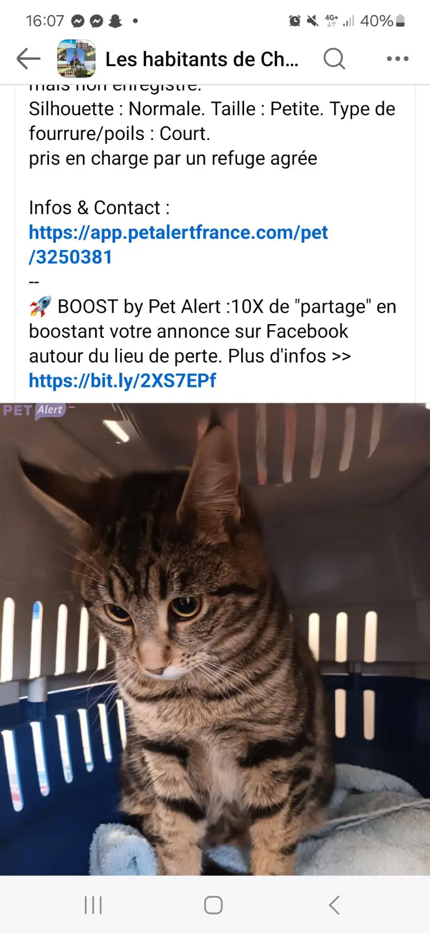 chatte lost   6200 Châtelineau Ma fille