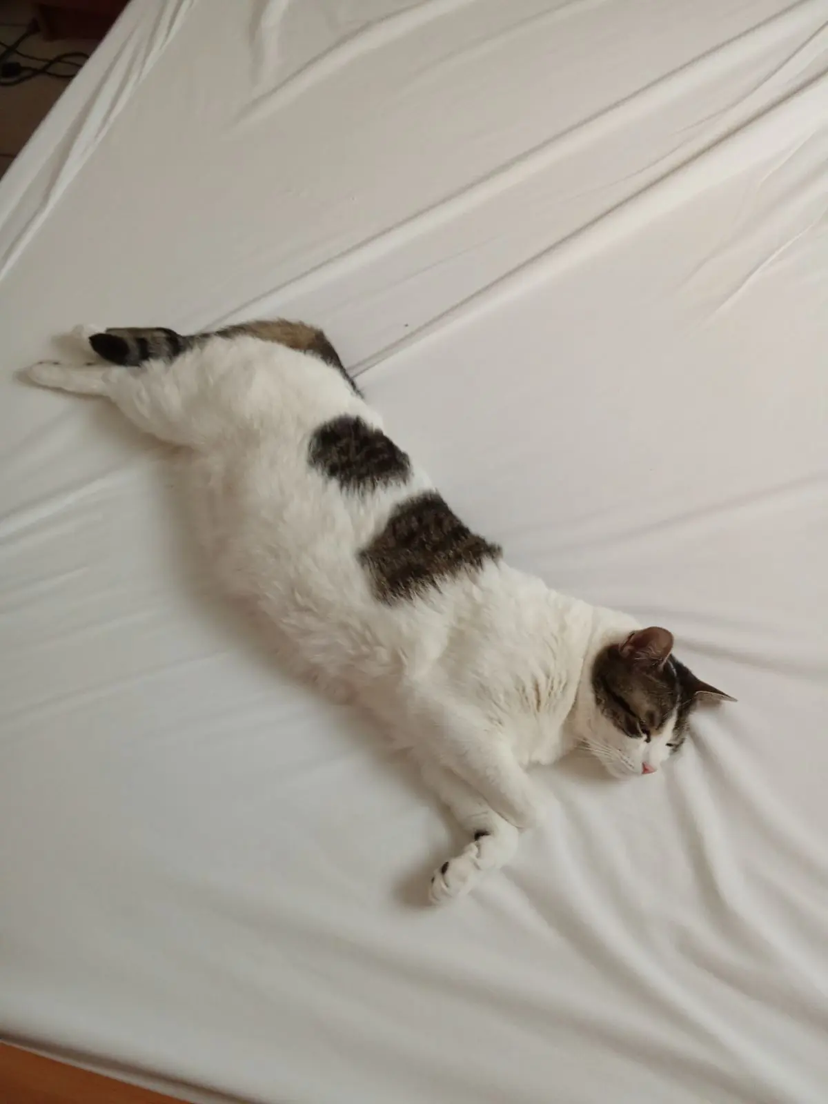 chatte lost   6200 Châtelineau Mia