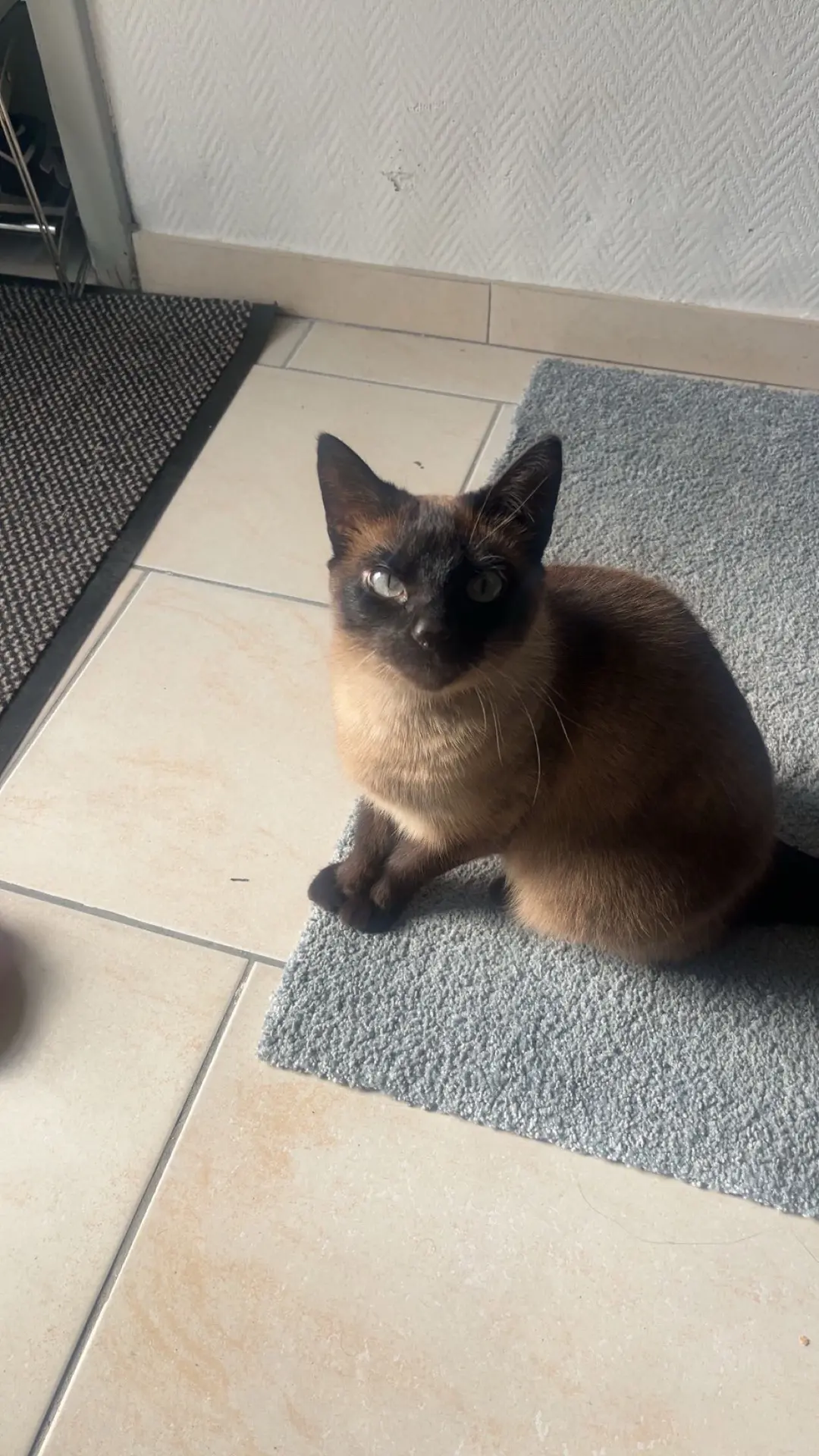 chatte lost   6200 Châtelineau Mimi
