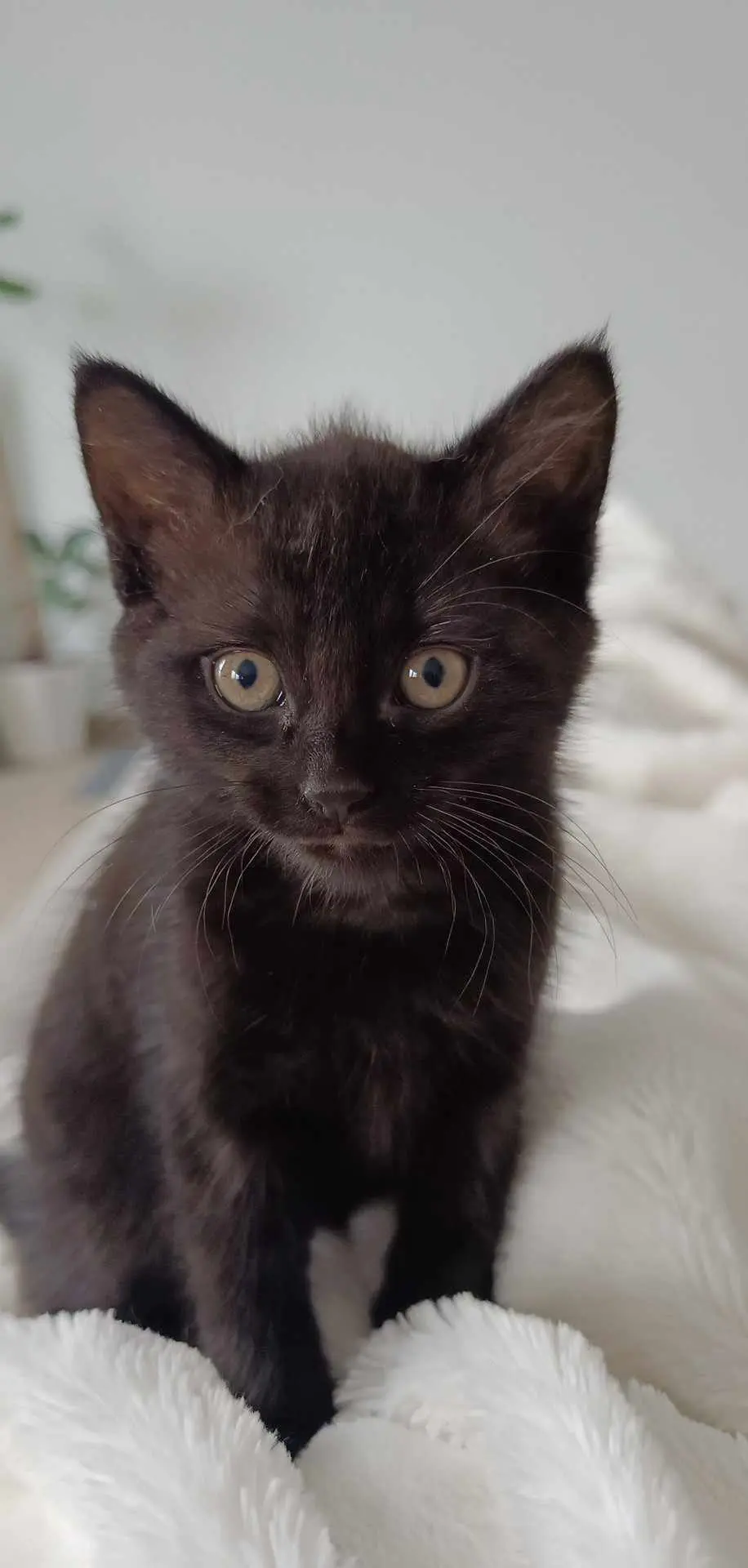 chatte lost    Fleurus Moon