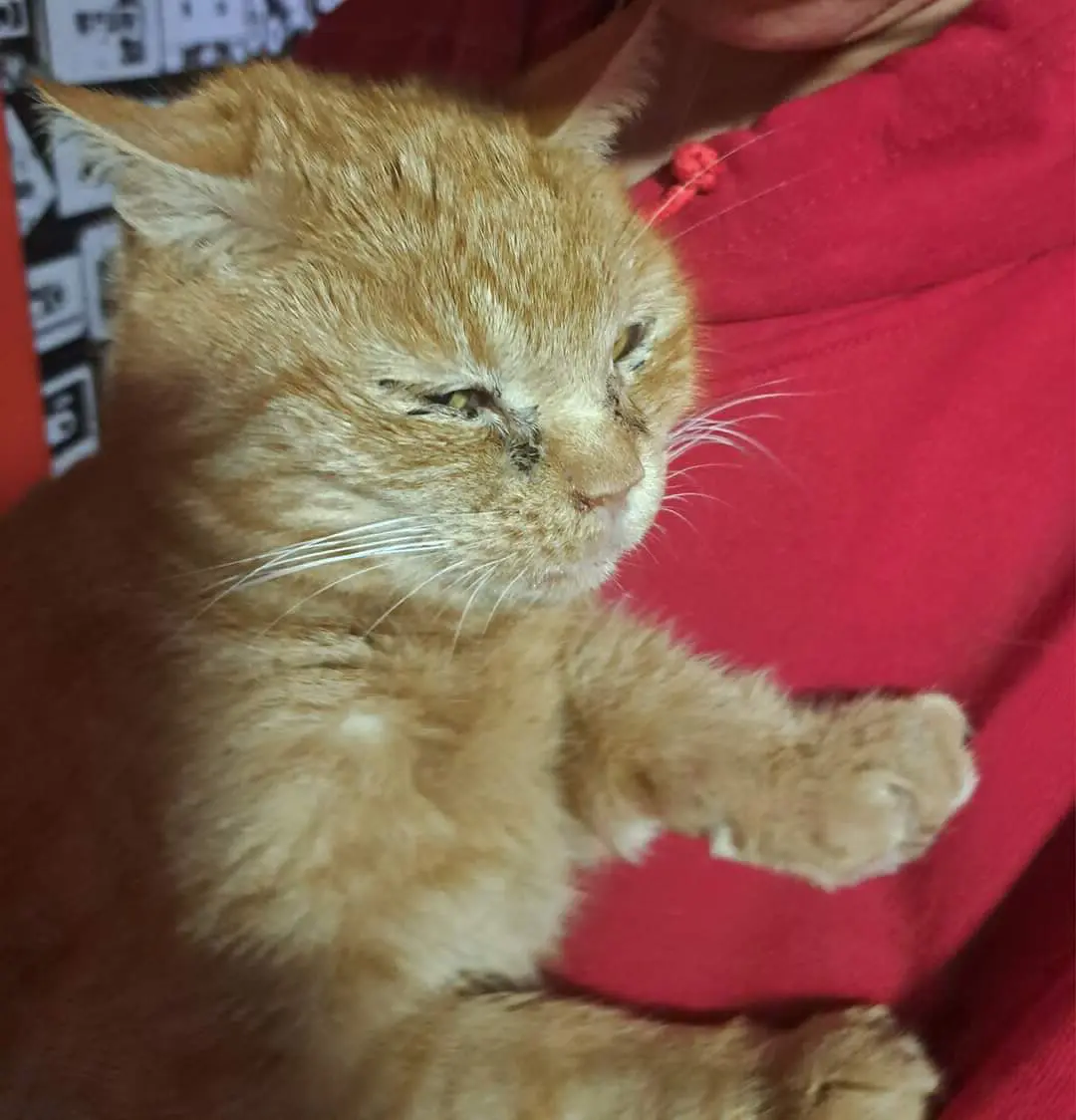 chatte lost    Fontaine-l'Évêque Nana