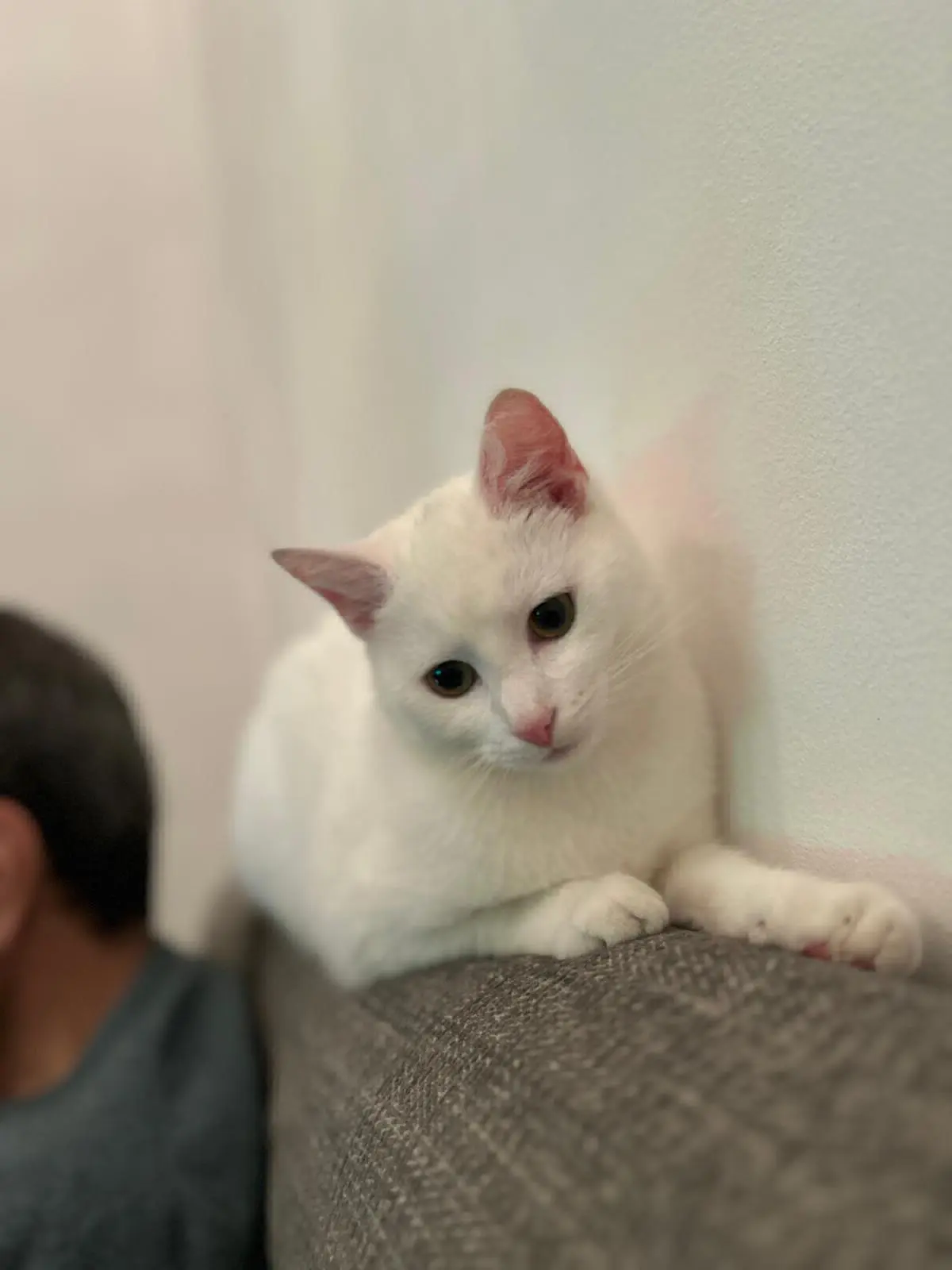 chatte lost   6182 Souvret Nounou