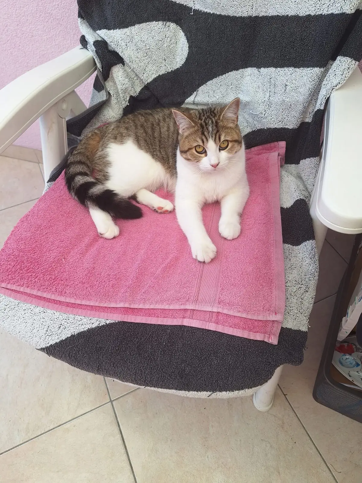chatte lost   6200 Châtelineau Pipa