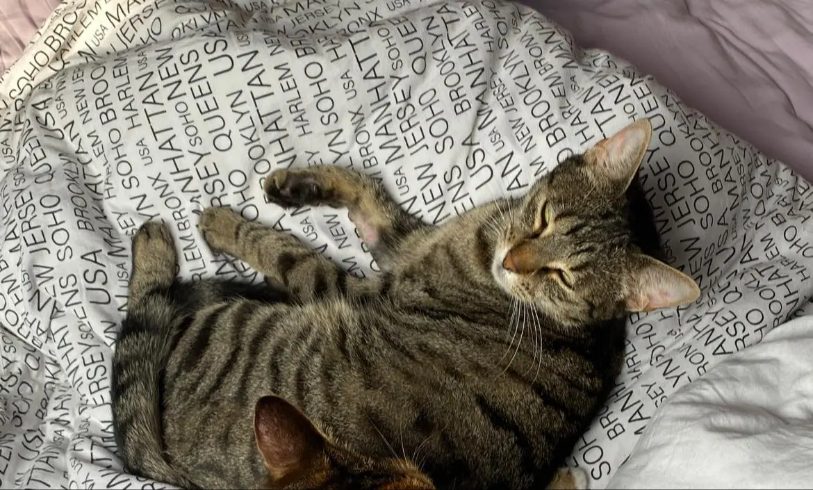 chatte lost     Poupouce