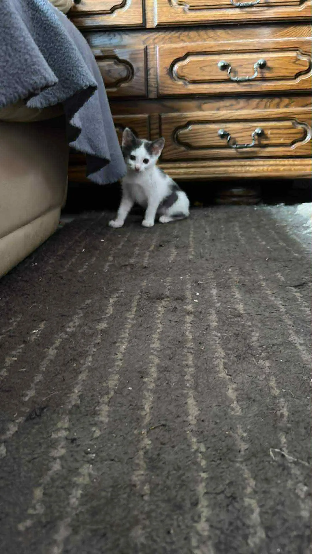chatte lost    Fontaine-l'Évêque Vanille
