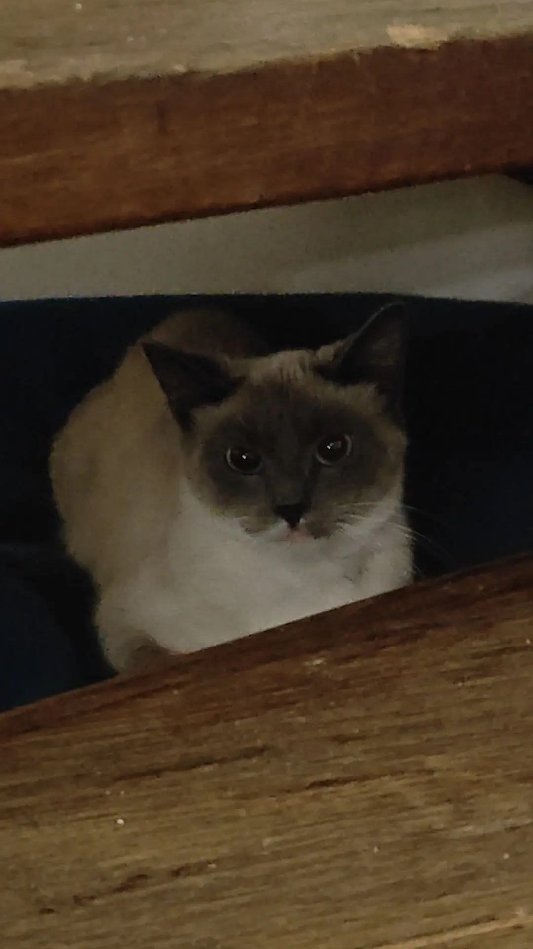 chatte lost   6280  Zara