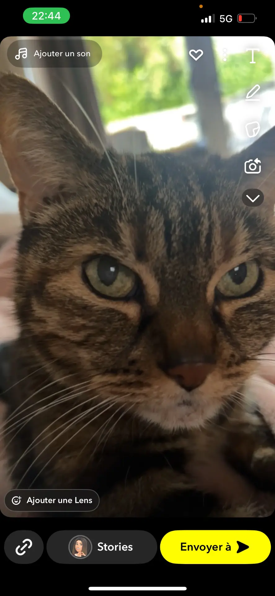 chatte lost   7100 La Louvière Dora