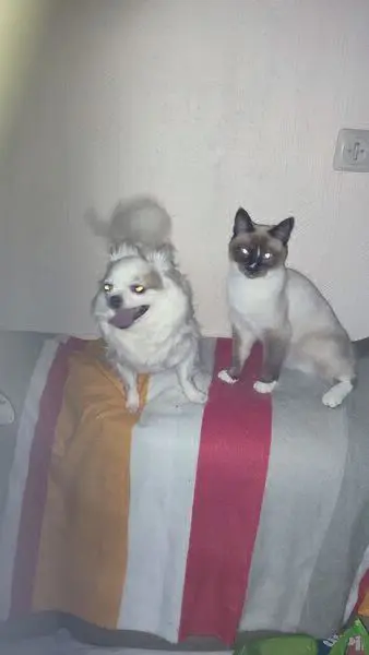 chatte lost   7100 La Louvière Fifille