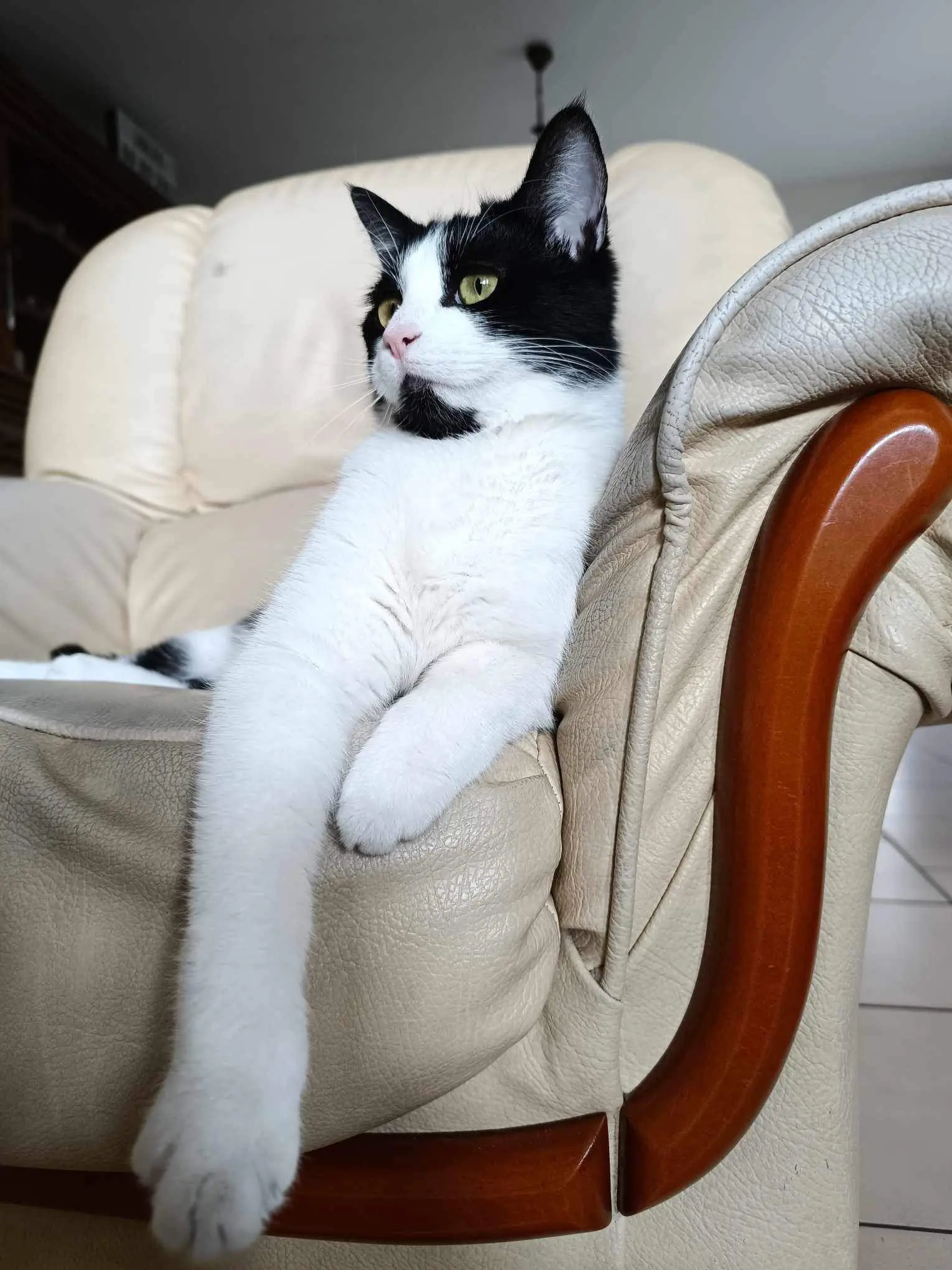 chatte lost    Estinnes-au-Val Lilo