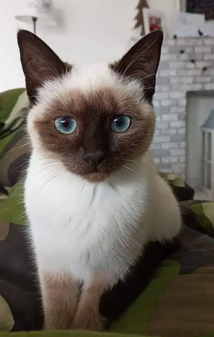 chatte lost   7133 Binche Mya