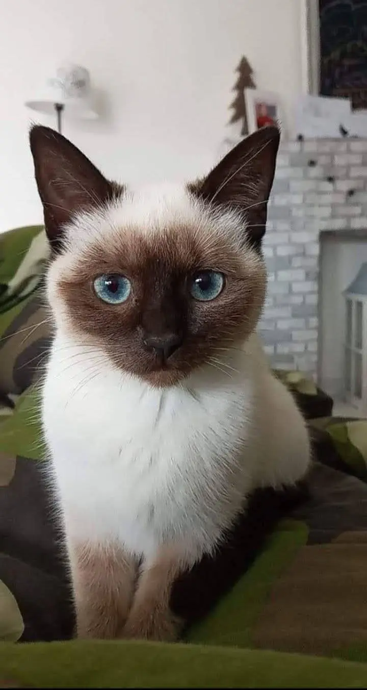 chatte lost   7133 Binche Mya