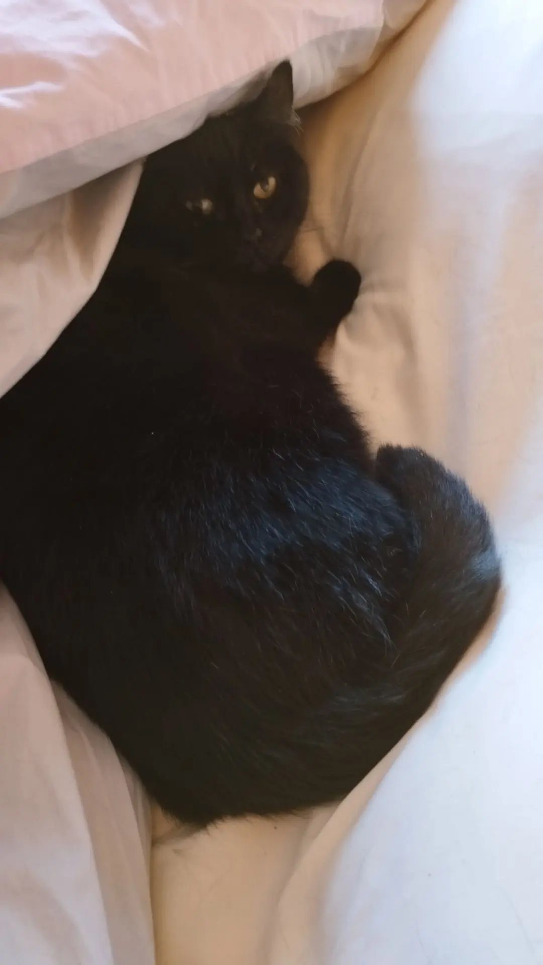 chatte lost   7100 La Louvière Myrtille