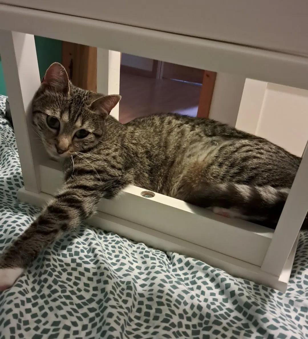chatte lost   7130 Binche Sally