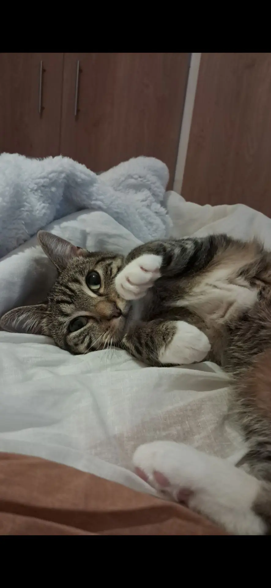 chatte lost   7130 Binche Sally