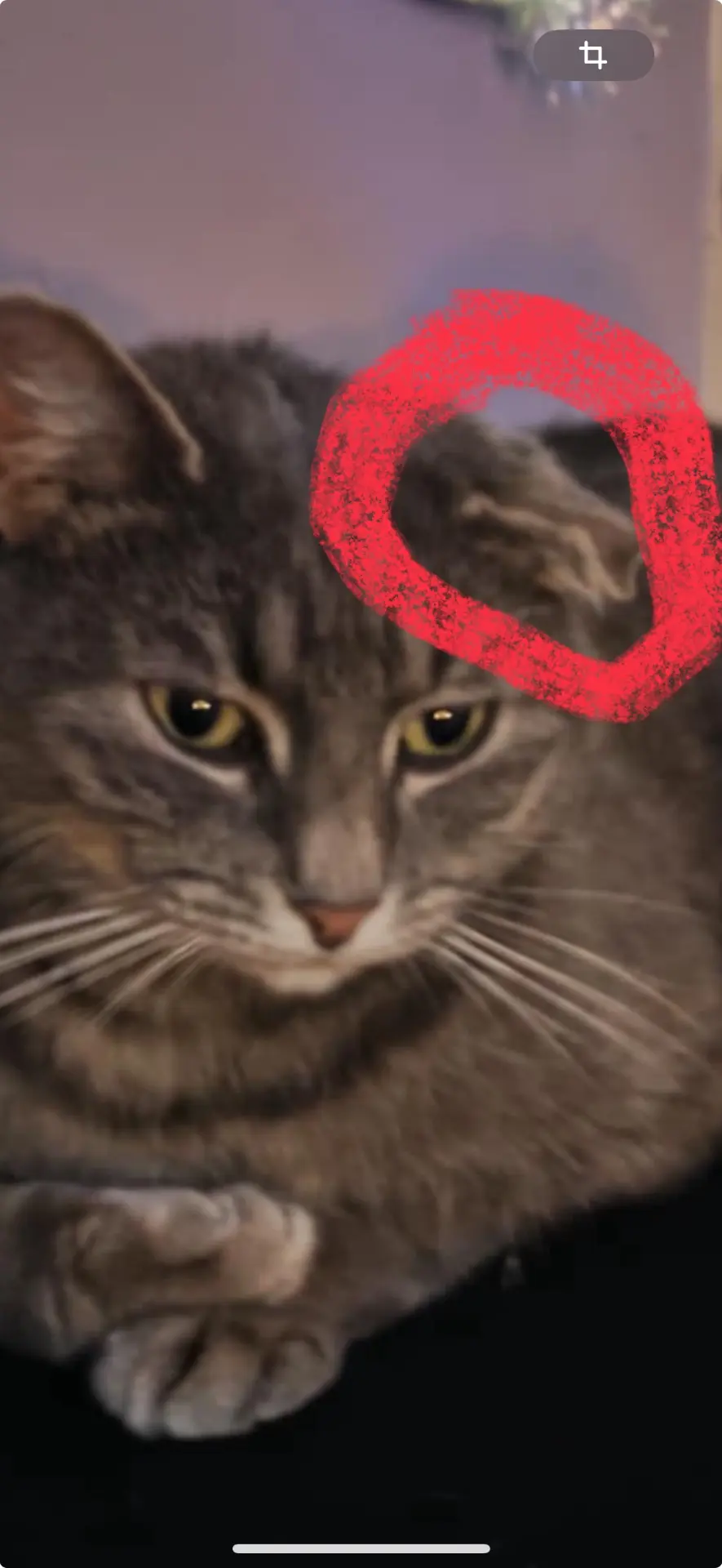 chatte lost   7100 La Louvière Shenzy